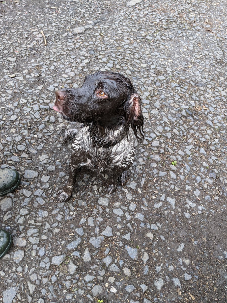 Swamp Pig!