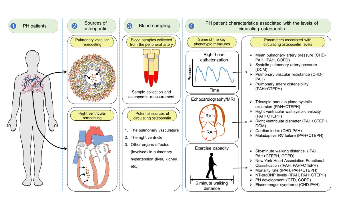 mamazhakypov_ar's tweet photo. Thrilled to share our latest review manuscript on the role of #osteopontin in #pulmonaryhypertension and #rightheartfailure! https://t.co/d6eVeARBH4, @MDPIOpenAccess @jlugiessen @CPI_ExStra @GiessenPh https://t.co/ighnpAygc7