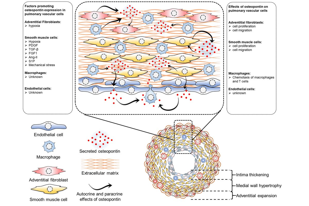 mamazhakypov_ar's tweet photo. Thrilled to share our latest review manuscript on the role of #osteopontin in #pulmonaryhypertension and #rightheartfailure! https://t.co/d6eVeARBH4, @MDPIOpenAccess @jlugiessen @CPI_ExStra @GiessenPh https://t.co/ighnpAygc7