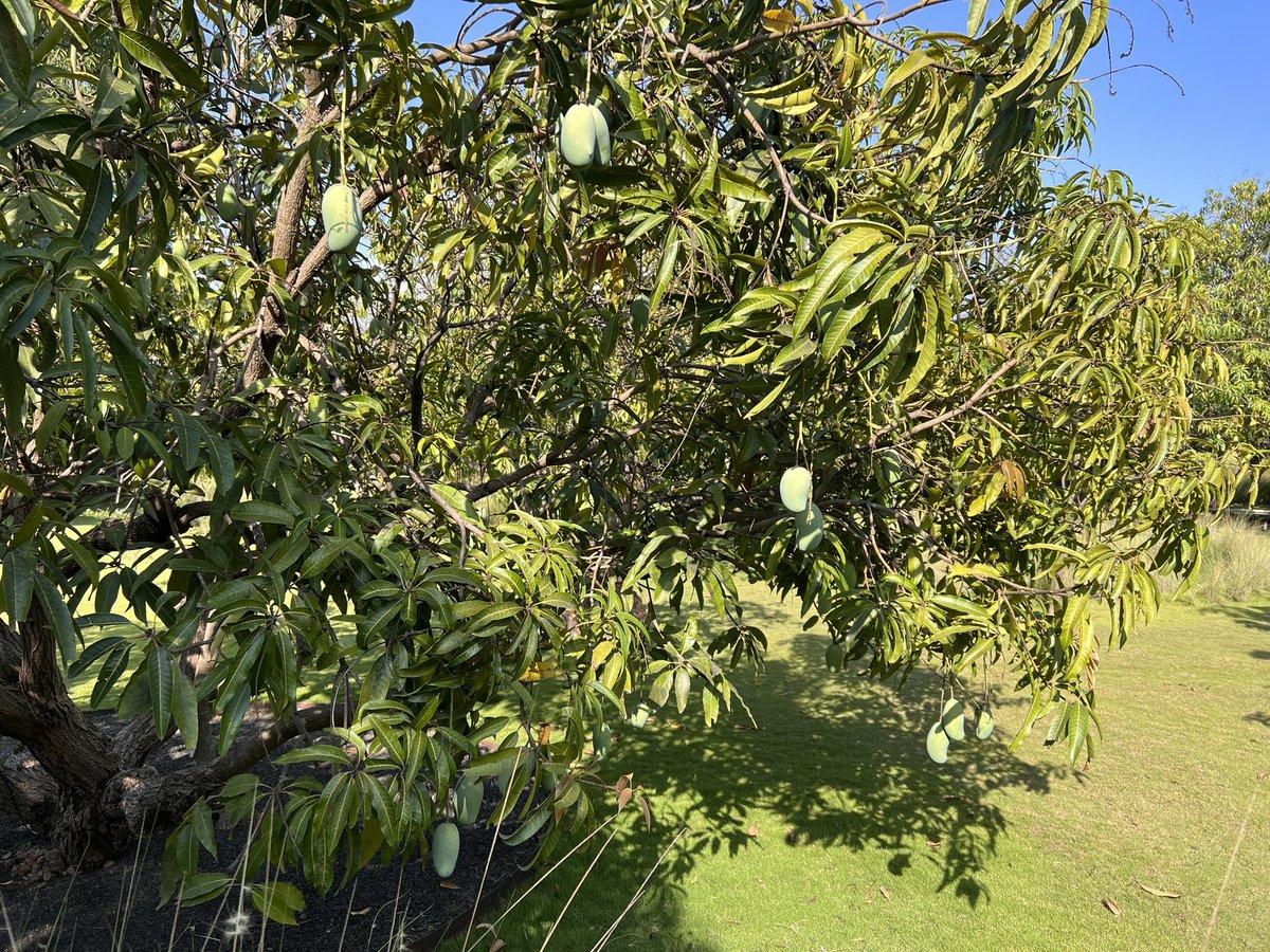 It cannot get fresher than this! #Kesar mangoes at #SasanGir