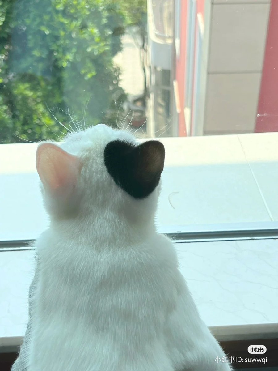 고양이 귀가 어떻게 하트일 수가 있지