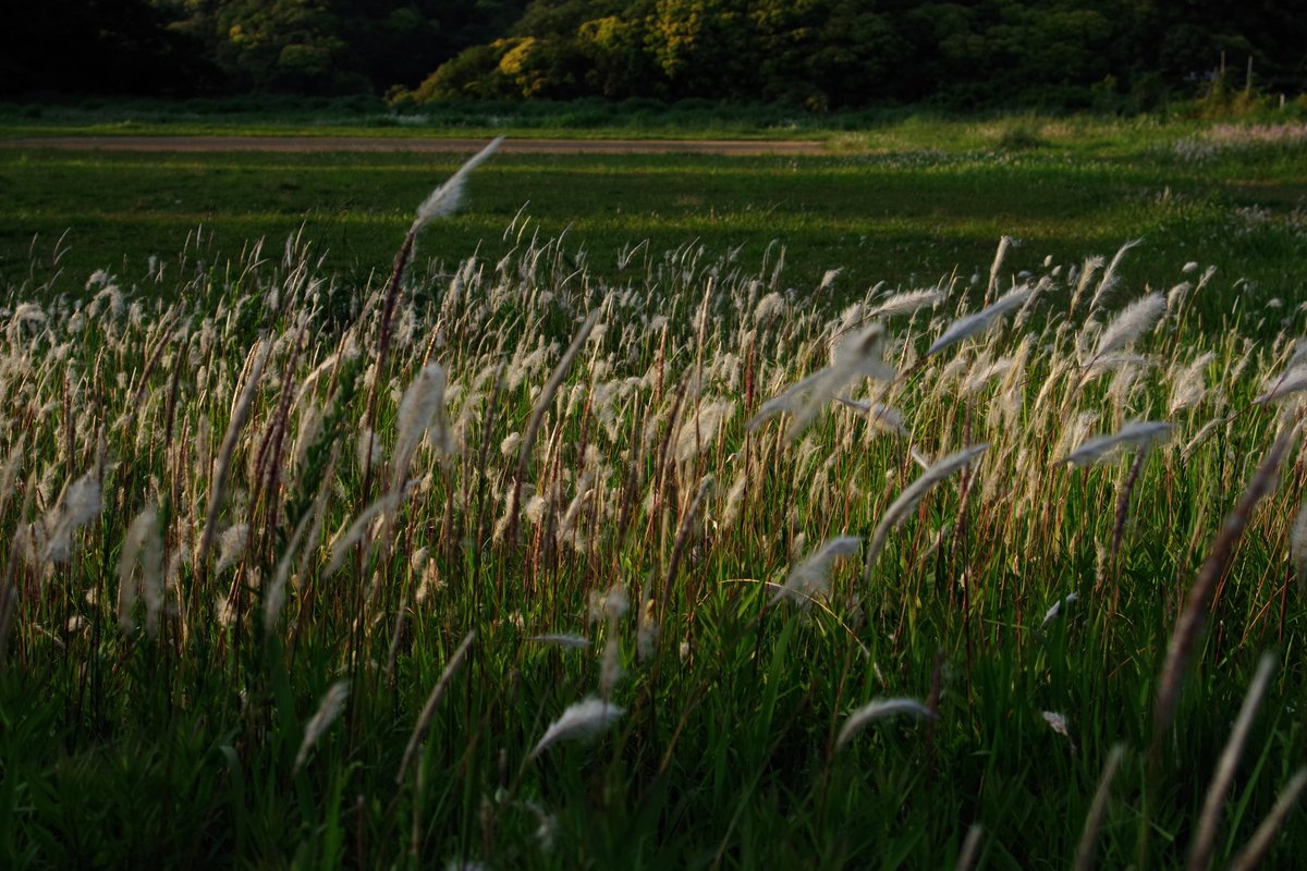 emiripapas's tweet photo. 日が落ちると緑の世界。
PENTAX KF smc PENTAX-F 35-80mm F4-5.6 48.0 mm 1/1250 F5.6 -0.7 ISO800 smcの
35-80mmという廉価ズームですがなかなかなかな。あとは15mmLimited。
#pentax #pentax_kf https://t.co/sWy3BTPwtK
