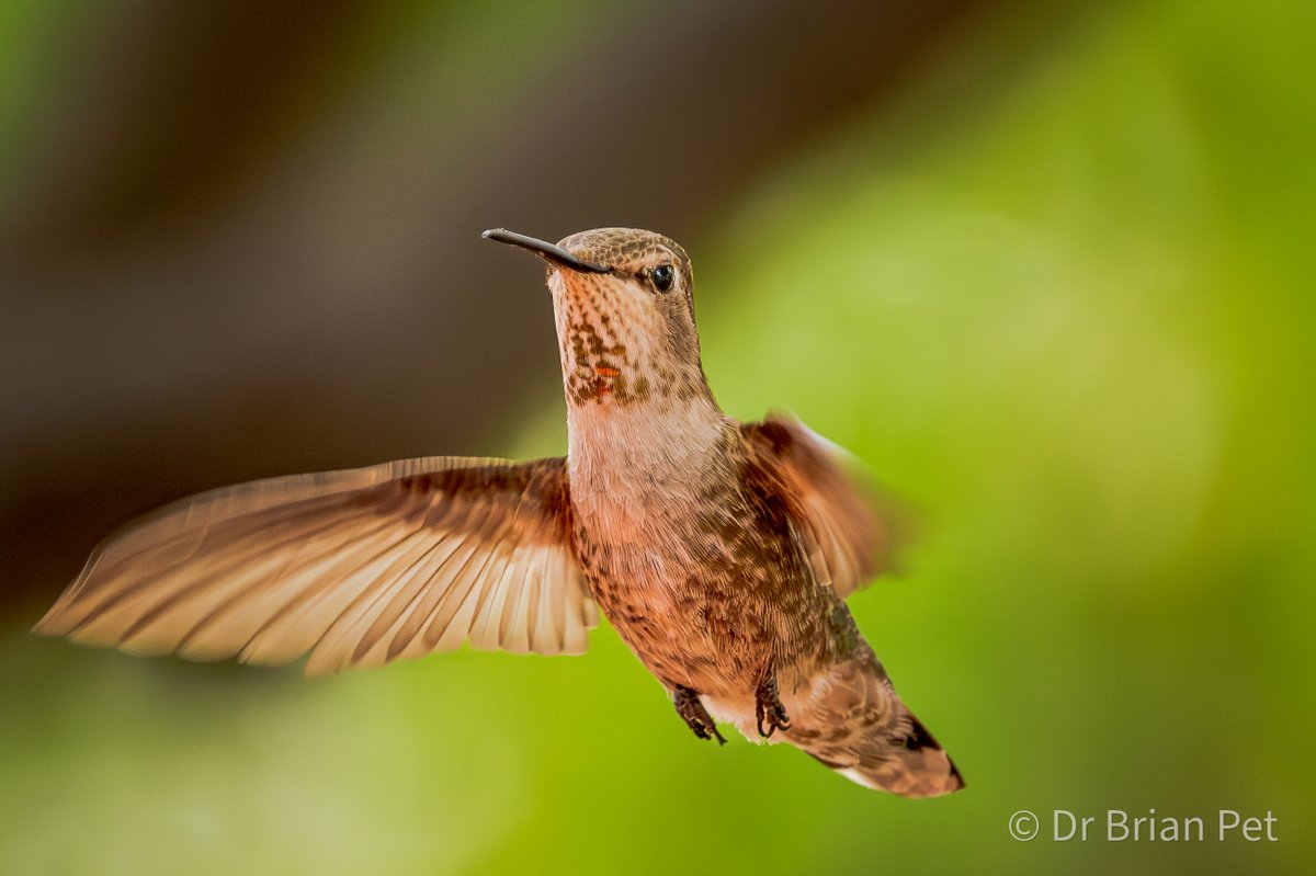 Brian Peterson tweet media