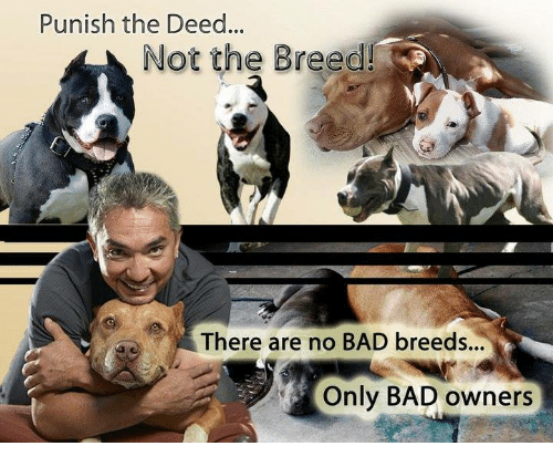 There is only one dangerous breed...HUMANS! #endBSL
