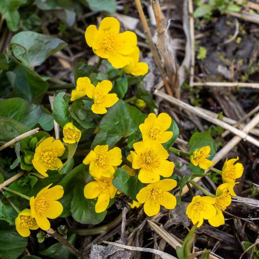 Leskenlehti,sinivuokko, valkovuokko, rentukka … joko ne ovat siinä, kevätkukat 🌼
.
.
.
#rentukka #calthapalustris #kevät #spring #matkablogi #nelkytplusblogit #espoo #twitter instagr.am/p/Cr8cgcFobmn/