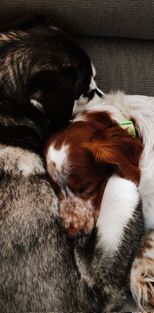 Dgine7's tweet photo. Bon dimanche à toute la twiter-sphère ici journée cocooning #causeanimal #bienveillance https://t.co/SUlXAE6CGd