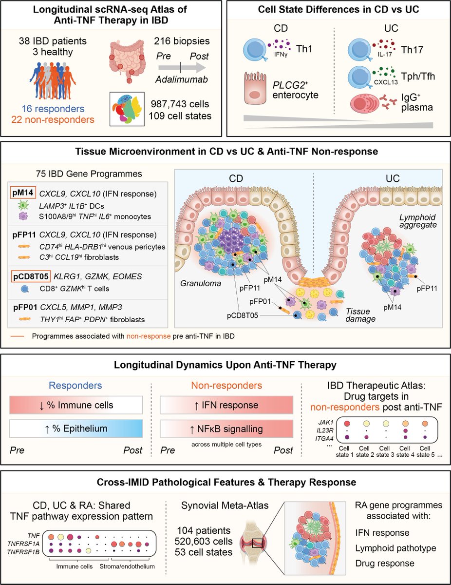 Check out new pre-print 👇 A longitudinal scRNAseq therapeutic atlas of anti-TNF in IBD biorxiv.org/content/10.110… Super fun collab with dream team @arthritisbham, Holm Uhlig, Simon Travis & the outstanding clinical fellow and DPhil student @TomThom03928021! 💫