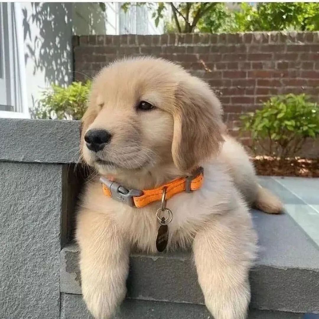 So beautiful ❤️❤️❤️ Rate This Cuteness 10-100??📷📷 - #dog #dogs #scotland #dogsoftwitter #Easter2023 #captainchaos #puppylove #puppies #goldenretriever