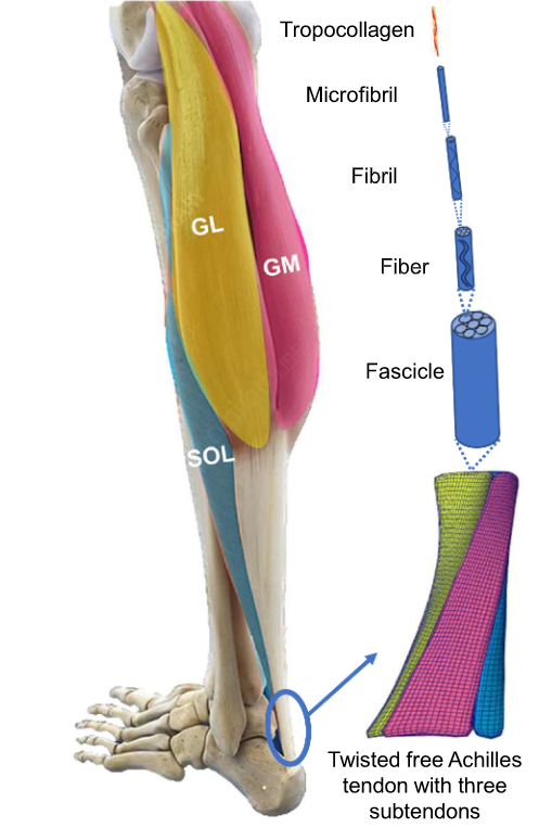 emma_rocha's tweet photo. a great paper published by @JBiomech 
https://t.co/oJYsmpyNLt https://t.co/6Md5gyeSPq