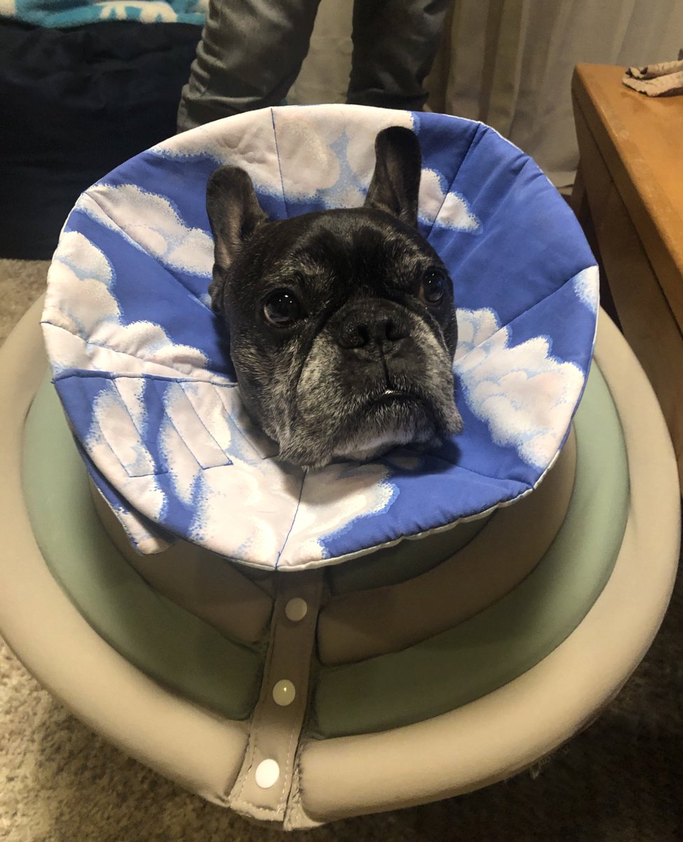 Misya28's tweet image. 爪切り対策 第２段🥲
襟カラ ２重にしてみた😅