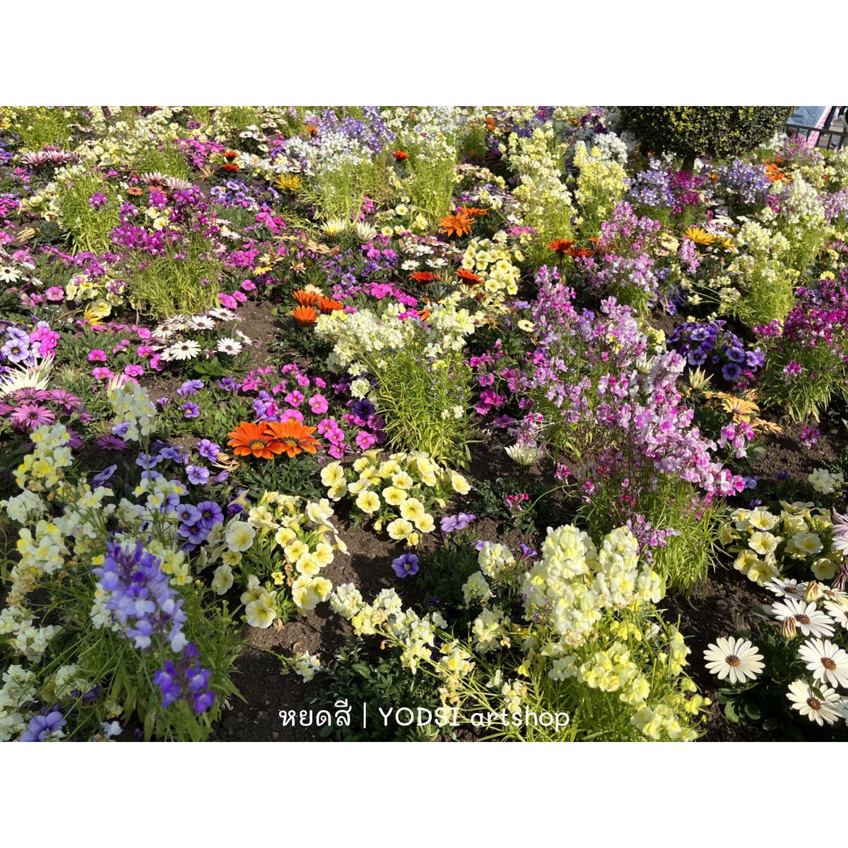 YODSI_store's tweet photo. แจกเรฟสวนดอกไม้แสนน่ารักคับ 🌷🪻🌻✨ เดือนที่แล้วหยดแอบหนีร้านไปเที่ยวญี่ปุ่นมา เลยถ่ายดอกไม้กระปุ๊กกระปิ๊กมาฝากทุกคน มีรูปเยอะมากๆๆๆๆ จิ้มดูในเธรดได้เลยค้าบ

**ใช้ส่วนตัวได้ตามสบาย ฝากรีและให้เครดิตร้านหยดสีก็พอคับ ใช้เชิงพาณิชย์ได้ แต่ขอให้ดัดแปลงเกิน 70% น้า
#หยดสีแจกเรฟ https://t.co/GFJ2xCyafW