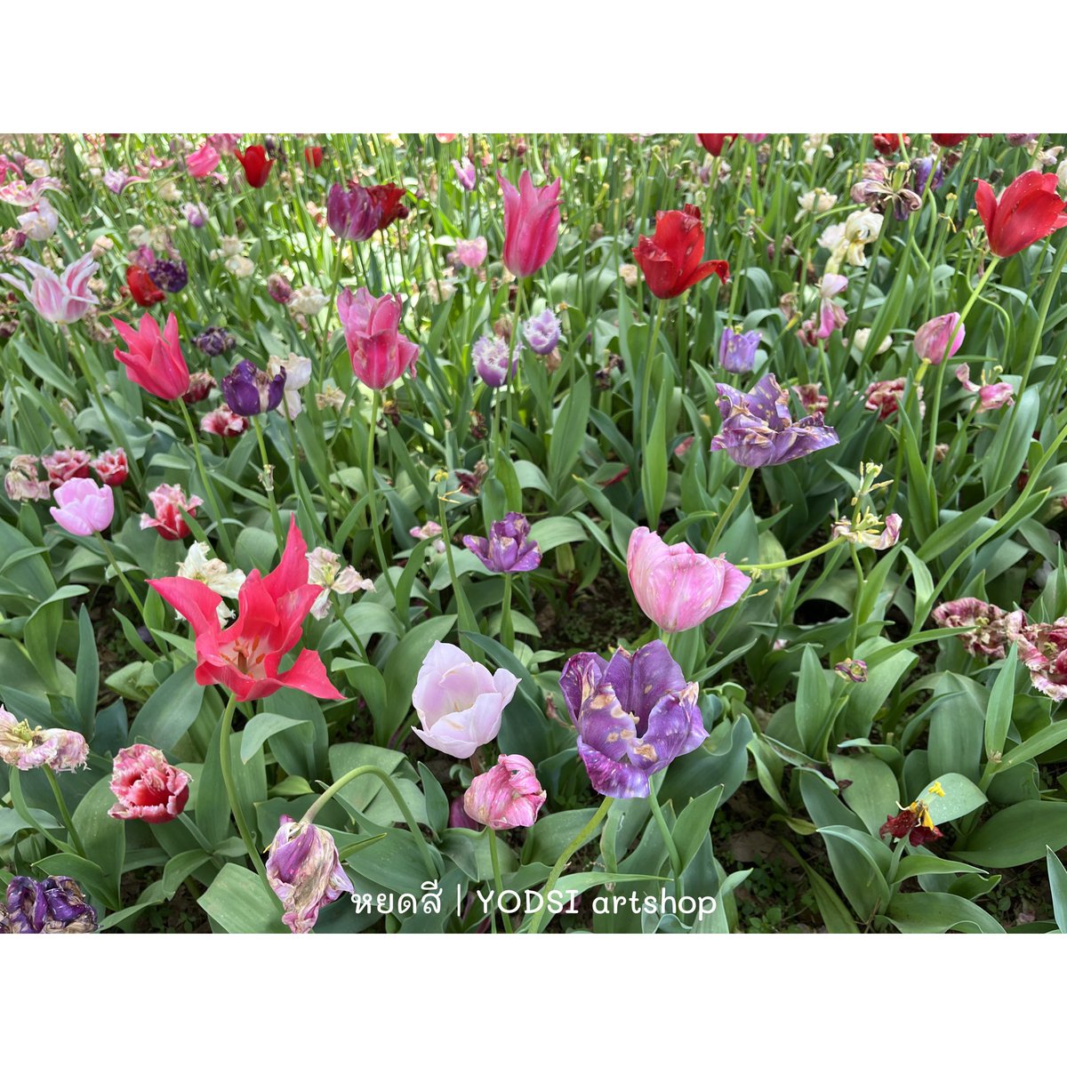 YODSI_store's tweet photo. แจกเรฟสวนดอกไม้แสนน่ารักคับ 🌷🪻🌻✨ เดือนที่แล้วหยดแอบหนีร้านไปเที่ยวญี่ปุ่นมา เลยถ่ายดอกไม้กระปุ๊กกระปิ๊กมาฝากทุกคน มีรูปเยอะมากๆๆๆๆ จิ้มดูในเธรดได้เลยค้าบ

**ใช้ส่วนตัวได้ตามสบาย ฝากรีและให้เครดิตร้านหยดสีก็พอคับ ใช้เชิงพาณิชย์ได้ แต่ขอให้ดัดแปลงเกิน 70% น้า
#หยดสีแจกเรฟ https://t.co/GFJ2xCyafW