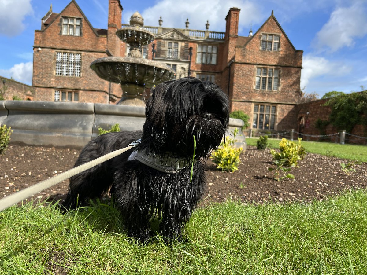 Castlebromhall's tweet photo. The real boss of our family hotel Bella! Inspecting our grounds and helping keep our gardens well pruned! #CastleBromwichHallHotel @beoneceo https://t.co/PYDwCT5k34