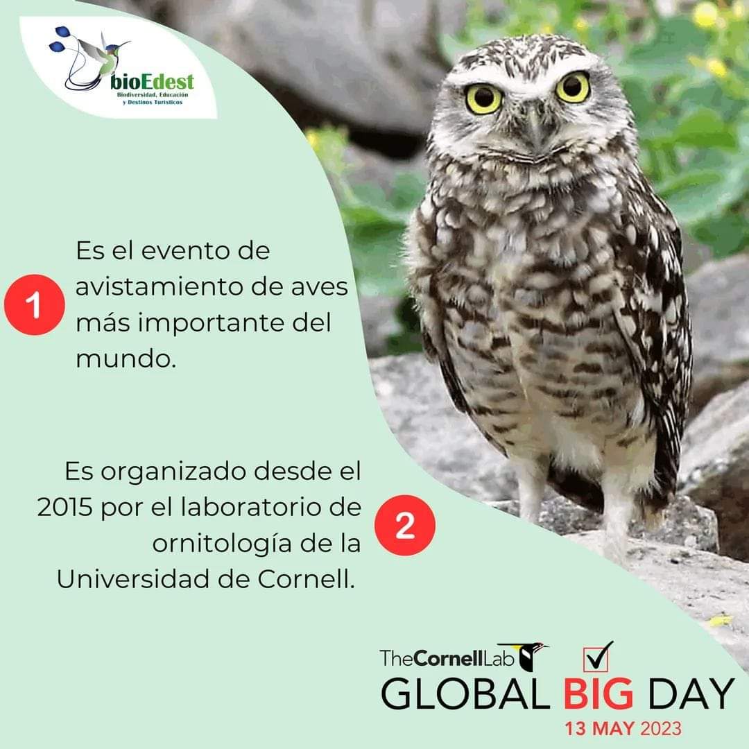 Alejandro781101's tweet photo. ¿𝗤𝗨É 𝗘𝗦 𝗘𝗟 𝗚𝗟𝗢𝗕𝗔𝗟 𝗕𝗜𝗚 𝗗𝗔𝗬?

Aquí te explicamos que es el GBD 2023:

➡️Únete al GBD y participa en una o más localidades.

#GBD, #GBD2023, #GlobalBigDay, #GlobalBigDay2023, #ObservacióndeAves, #Lima, #Callao, #Perú, #EquipoBIOEDEST, #cornelllabofornithology https://t.co/Tn4Xn0z63o