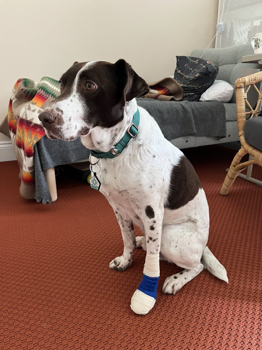 Dog cut himself on glass while running around a field. It would not stop bleeding and it’s a mess everywhere. But he’s totally fine, no limping no nothing.