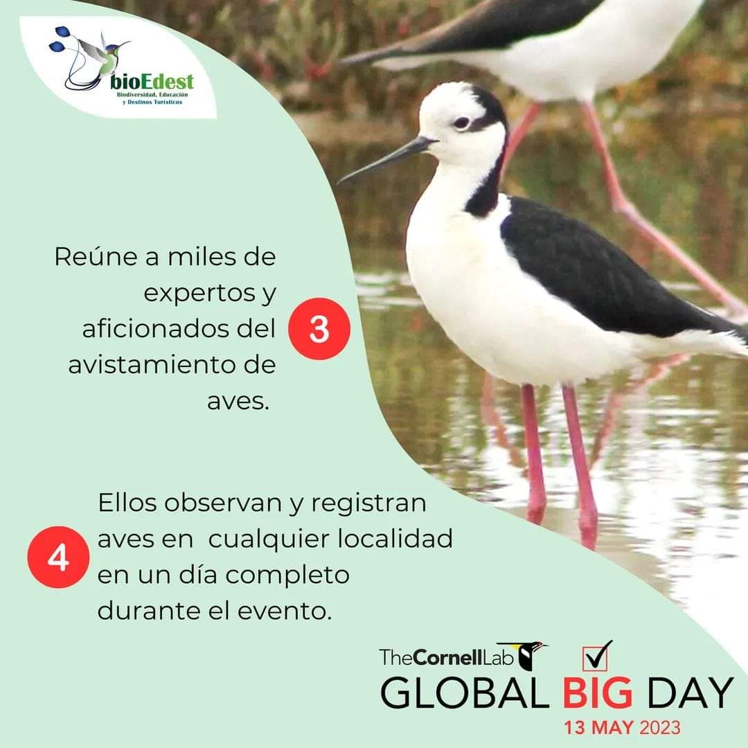 Alejandro781101's tweet photo. ¿𝗤𝗨É 𝗘𝗦 𝗘𝗟 𝗚𝗟𝗢𝗕𝗔𝗟 𝗕𝗜𝗚 𝗗𝗔𝗬?

Aquí te explicamos que es el GBD 2023:

➡️Únete al GBD y participa en una o más localidades.

#GBD, #GBD2023, #GlobalBigDay, #GlobalBigDay2023, #ObservacióndeAves, #Lima, #Callao, #Perú, #EquipoBIOEDEST, #cornelllabofornithology https://t.co/Tn4Xn0z63o
