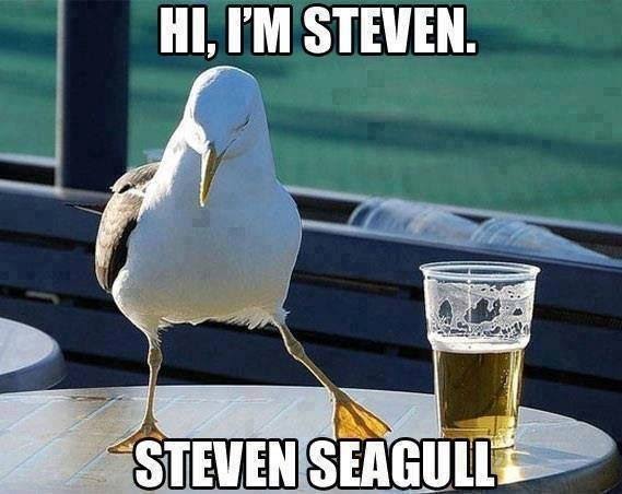 SteveSeagullEt's tweet photo. #Steve the Seagull lives on, the dev has flown the coup but the contract belongs to the birds now, lets buy n fly #steve #dumbdev #stevelives https://t.co/ytlpmx5spR
