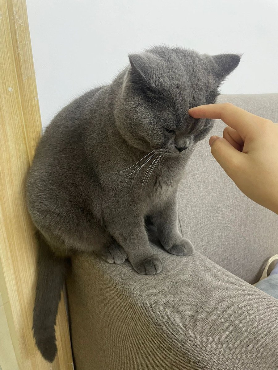 b8388ei's tweet photo. 我觉得，它是听懂自己在挨骂所以装傻的🤔🤣有谁家的蓝猫跟我家的一样，每次犯错后就装傻装愣，每次一被教训就一副不怕开水烫的憨样 https://t.co/k5V75dxrSw
