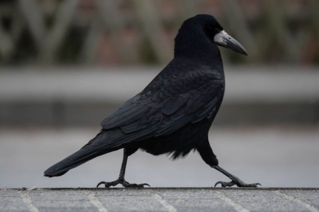Thought only crows had the strut?
THINK AGAIN!