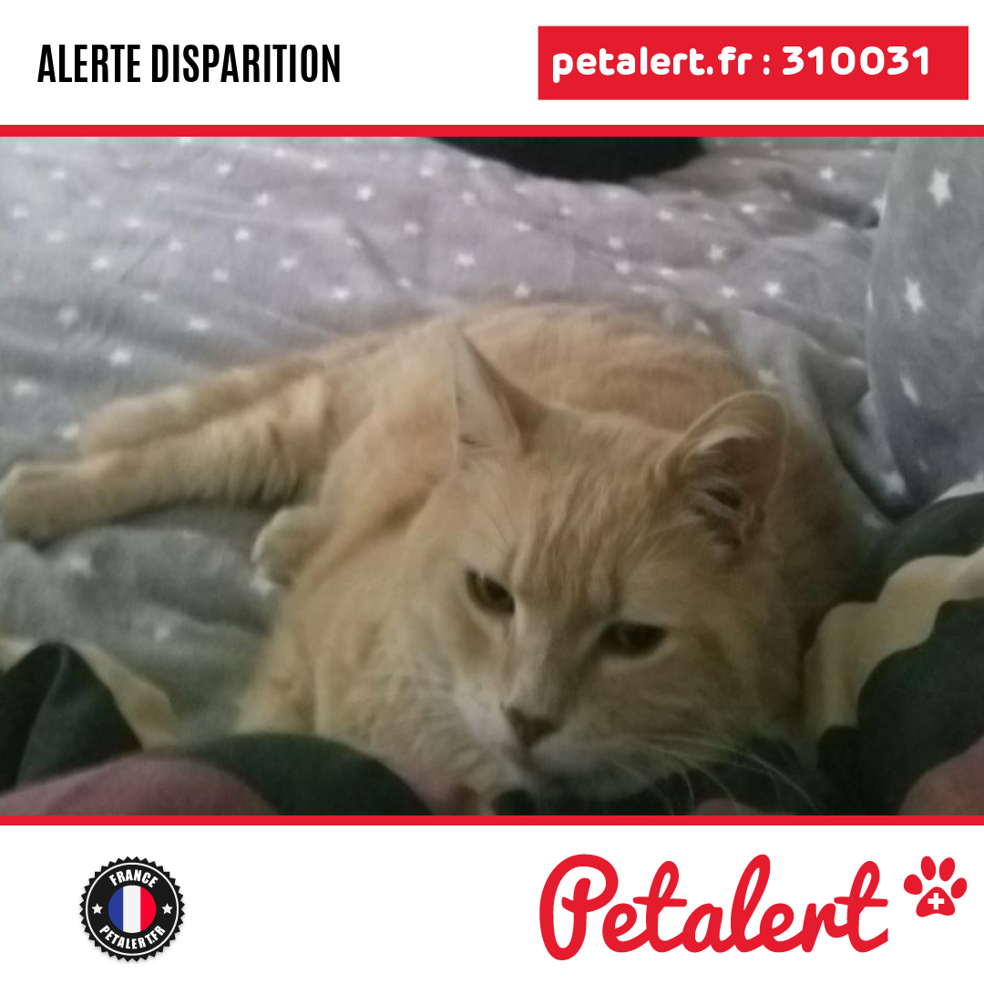 petalert_france's tweet photo. Disparu #Chat #HautsDeSeine #Clichy #Petalert #PetAlert92 / https://t.co/jGx6jdLBwY https://t.co/0XTr4YbcqF