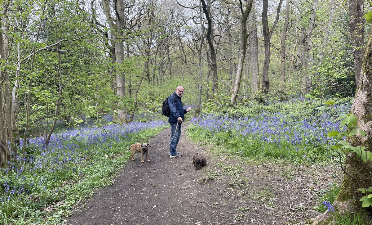 flintheborder's tweet photo. Walk through Middleton Wood Ilkley the scent of the bluebells is amazing https://t.co/DxYIuwm3yf