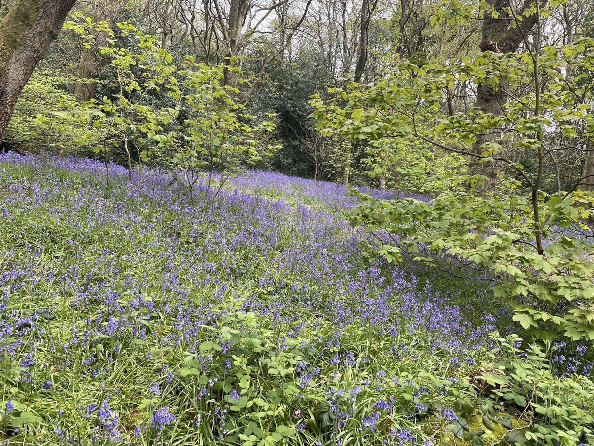 flintheborder's tweet photo. Walk through Middleton Wood Ilkley the scent of the bluebells is amazing https://t.co/DxYIuwm3yf