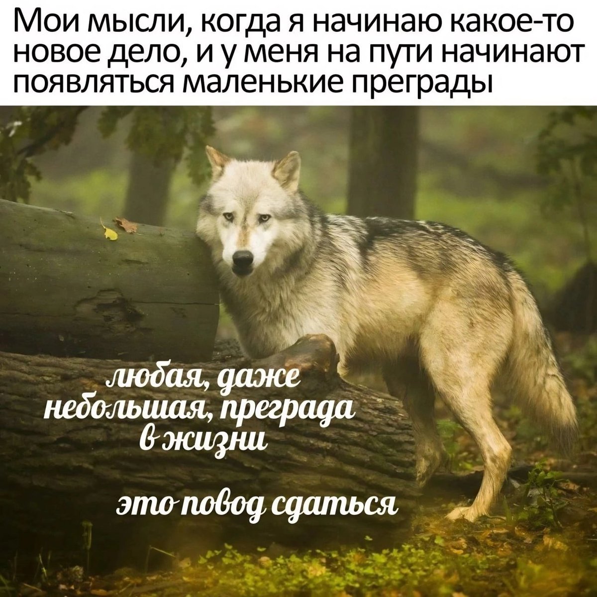 ужасные мемы (@liltonder) on Twitter photo 