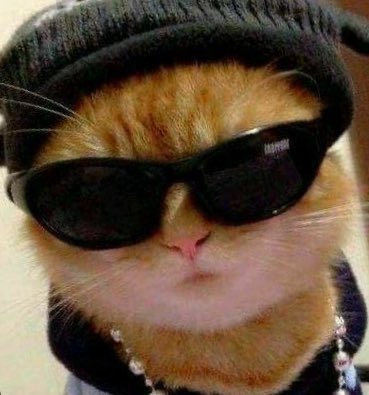 아귀여워
진심 이 고양이 뭐죠?