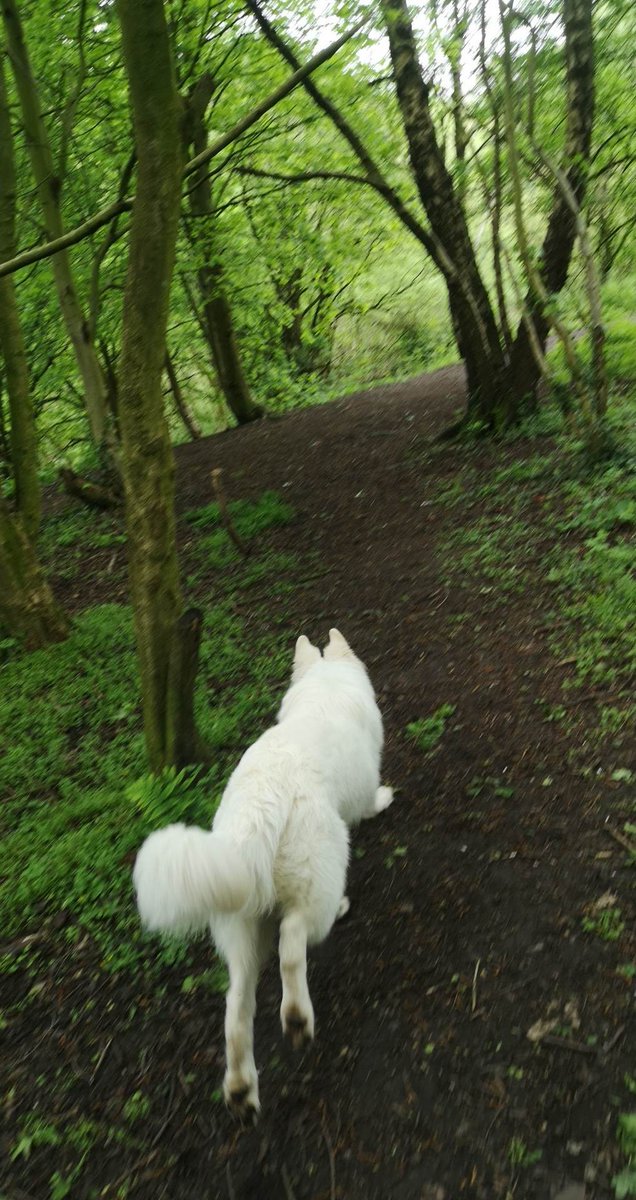 Getting outdoors and getting active. Woodland adventure, absolutely beautiful and so peaceful. Breathing space and time to collect your thoughts 👌