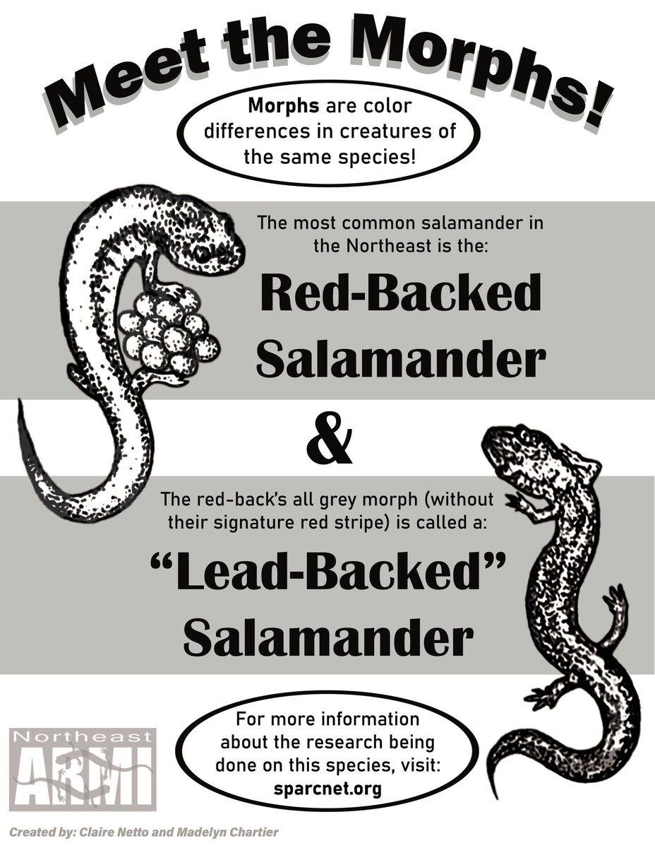 SalaMaddie's tweet photo. Happy Amphibian Week!🦎
To celebrate, my coworker @herpentomyco and I made some coloring and activity sheets for the ‘Amphibians on the Mall!’ event in DC tomorrow! Hop over to grab your own free booklet with all 8 designs 🐸 #NEARMI #AmphibianWeek https://t.co/nzGmVTW7OF