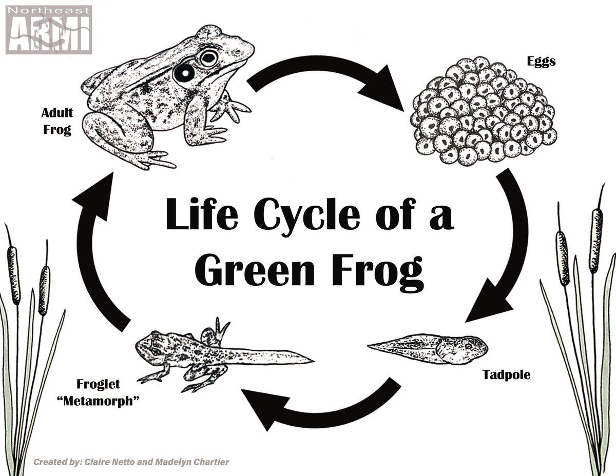 SalaMaddie's tweet photo. Happy Amphibian Week!🦎
To celebrate, my coworker @herpentomyco and I made some coloring and activity sheets for the ‘Amphibians on the Mall!’ event in DC tomorrow! Hop over to grab your own free booklet with all 8 designs 🐸 #NEARMI #AmphibianWeek https://t.co/nzGmVTW7OF