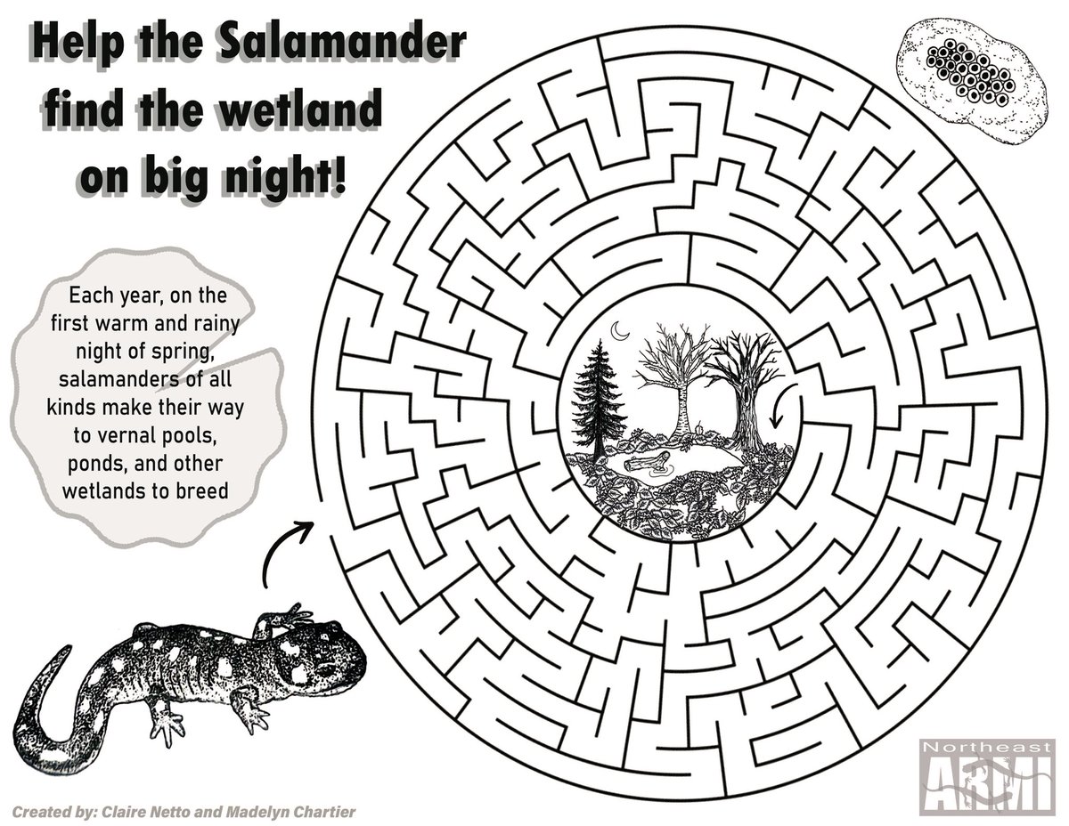 SalaMaddie's tweet photo. Happy Amphibian Week!🦎
To celebrate, my coworker @herpentomyco and I made some coloring and activity sheets for the ‘Amphibians on the Mall!’ event in DC tomorrow! Hop over to grab your own free booklet with all 8 designs 🐸 #NEARMI #AmphibianWeek https://t.co/nzGmVTW7OF