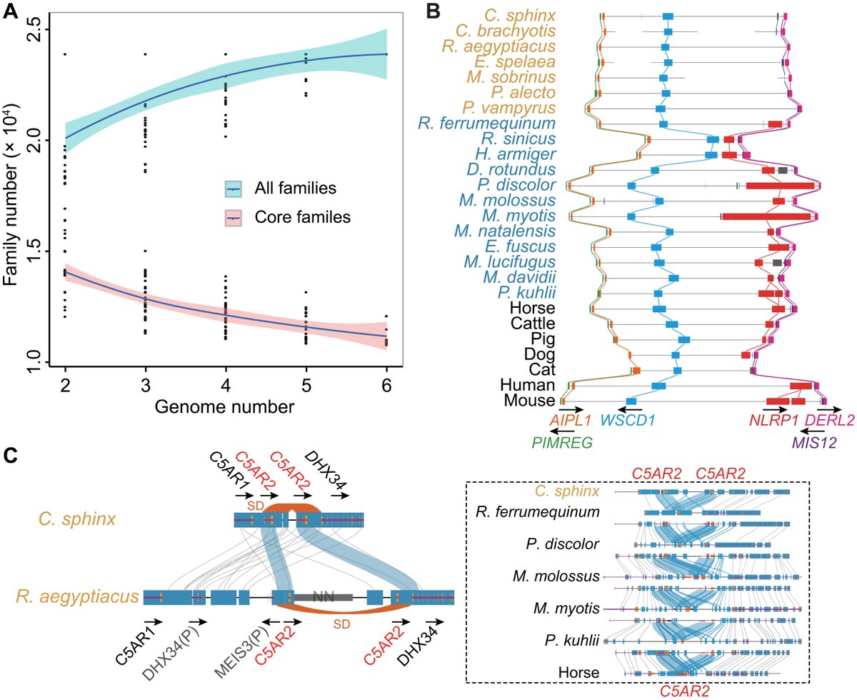 Genome-scale analysis of bats reveal features including the loss of NLRP1, duplications of PGLYRP1 and C5AR2, and amino acid replacements in MyD88. All mark the importance of immune adaptation in bats against viruses. A must-read:

science.org/doi/10.1126/sc…