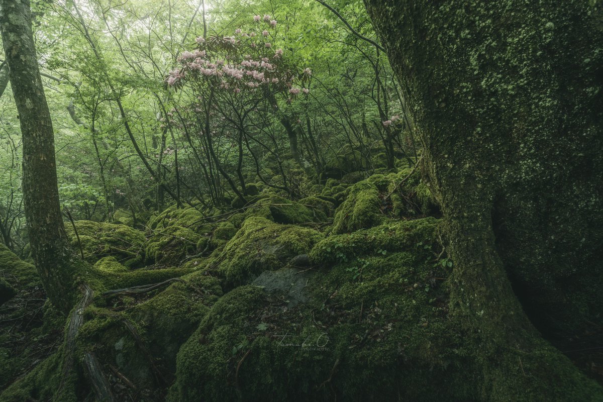 森の深くにひっそりと咲くシャクナゲの花
#東京カメラ部
#SonyAlpha
