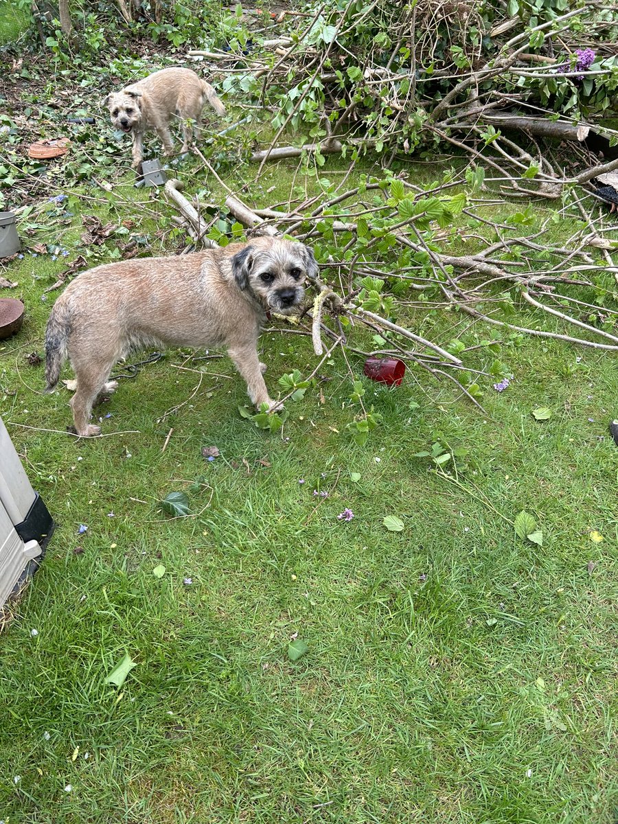 “Helping” with the gardening. I’m on bug watch and Paddington is trying to help by gnawing on some handy, jaw-height felled branches.
