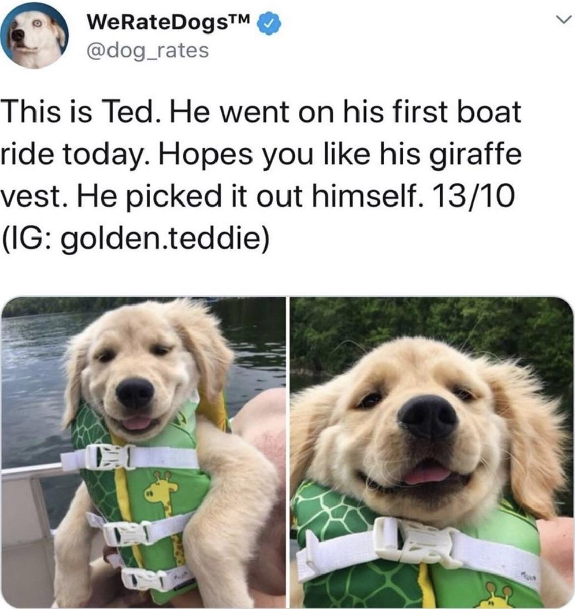 WholesomeMemes on Twitter "Original tweet by WeRateDogs dog_rates"
