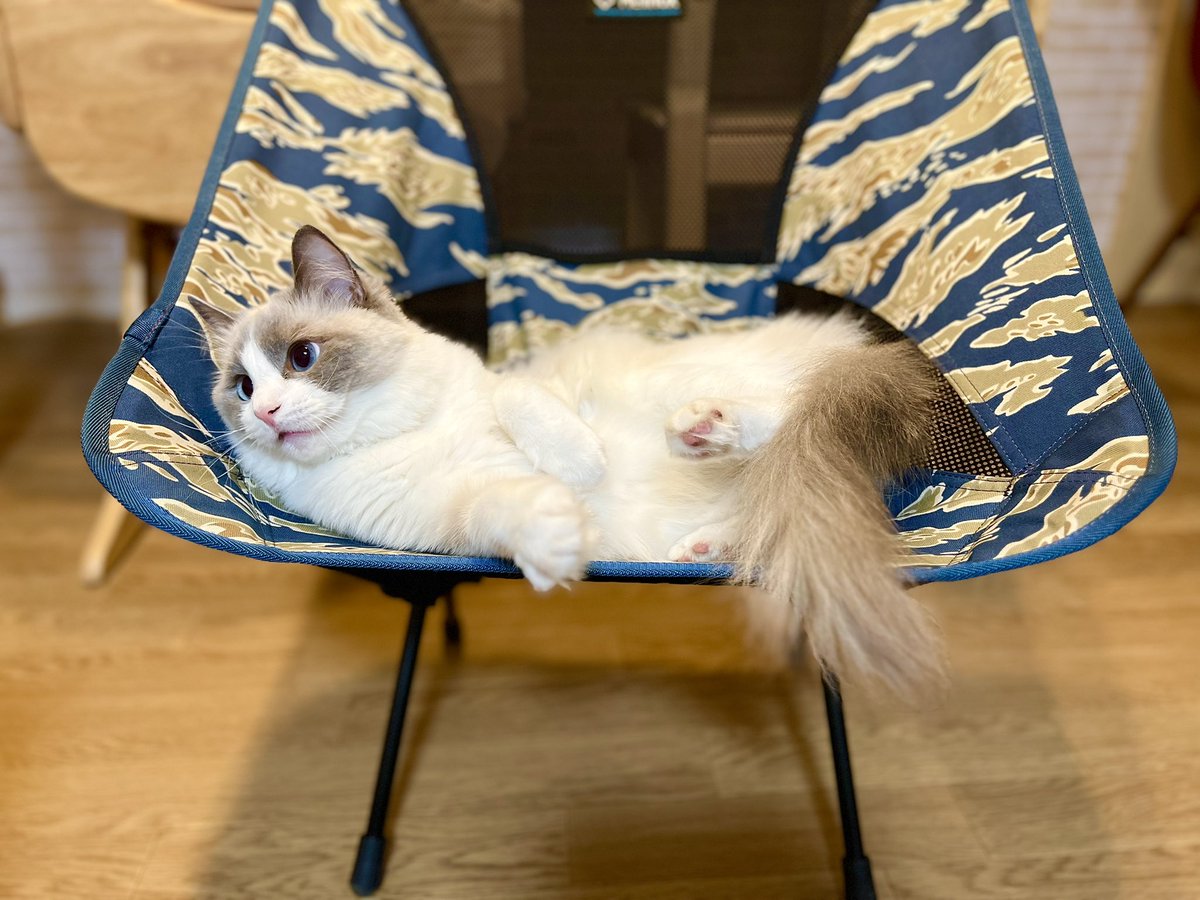 mariechan_____'s tweet photo. GW終了のお知らせで〜す📢🥲
.
#猫がいる暮らし #猫好きさんと繋がりたい 
#ラグドール #ragdoll  #ねこ #cats https://t.co/wPLqtO9Dv5