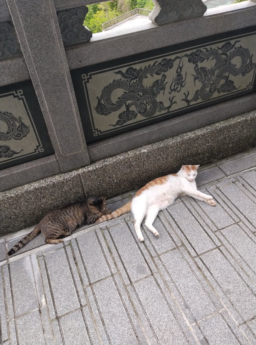 sheep103582's tweet photo. 廟裡的貓 #貓 https://t.co/rMvrnvicNP