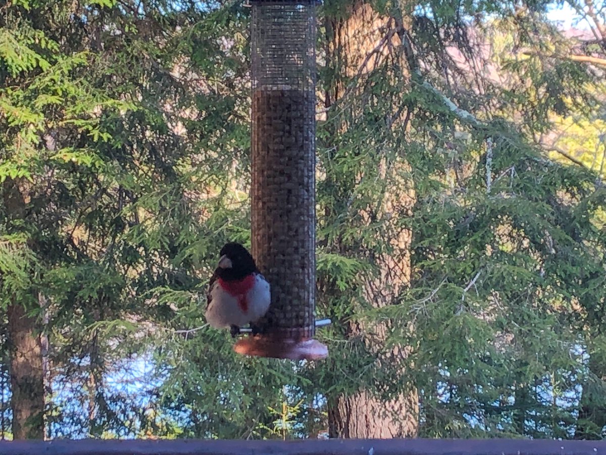 One week ago, this rose-breasted grosbeak was likely in the Caribbean, Central America, or northern South America.  Welcome back to the #Adirondacks!   What a journey! 

#Birding #Migration <a href="/AudubonNY/">Audubon New York</a>