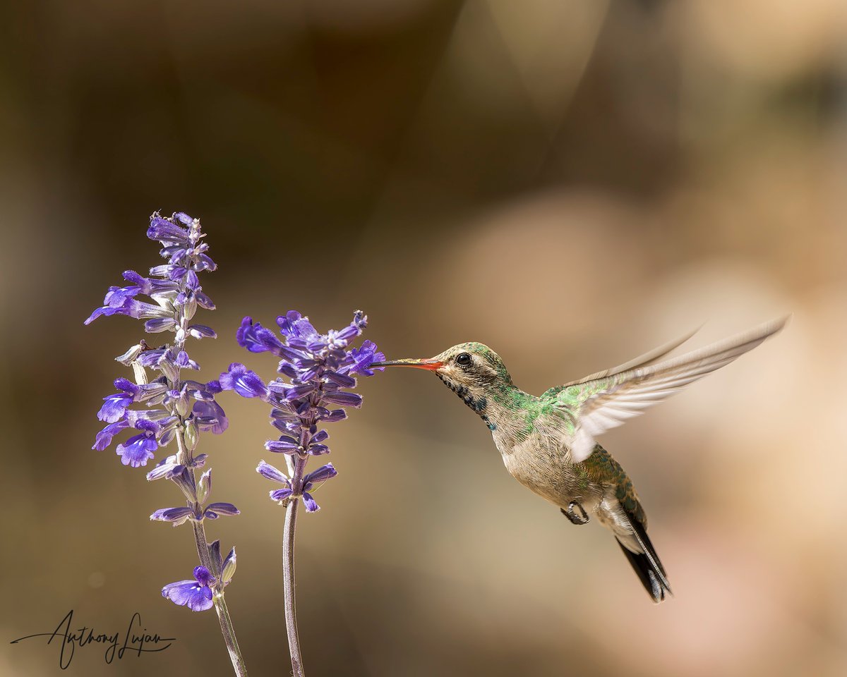 anthonylujan's tweet photo. Just something about the juvenile hummingbirds I just love. They have very unique plumage.
Broad-billed Hummingbird
Cynanthus latirostris
Arizona
Sony A1 - Sony 600mm
#ALhummingbirdinflight
#BroadbilledHummingbird #hummingbird #colibrí #beijaflor #Trochilidae #hummingbirds #n... https://t.co/tyhhN8VCqg