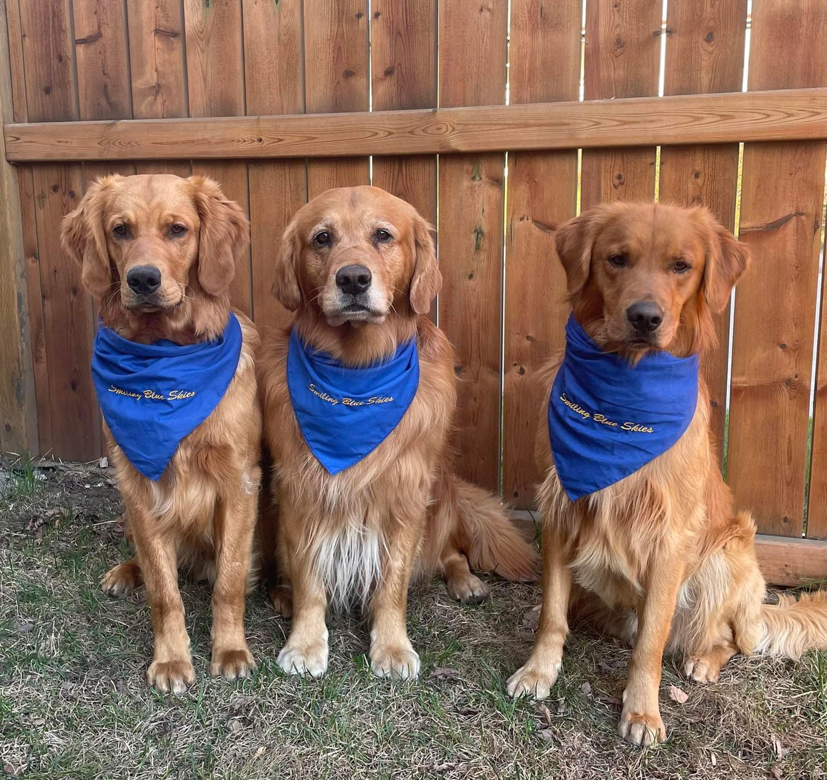 OVC Pet Trust tweet media