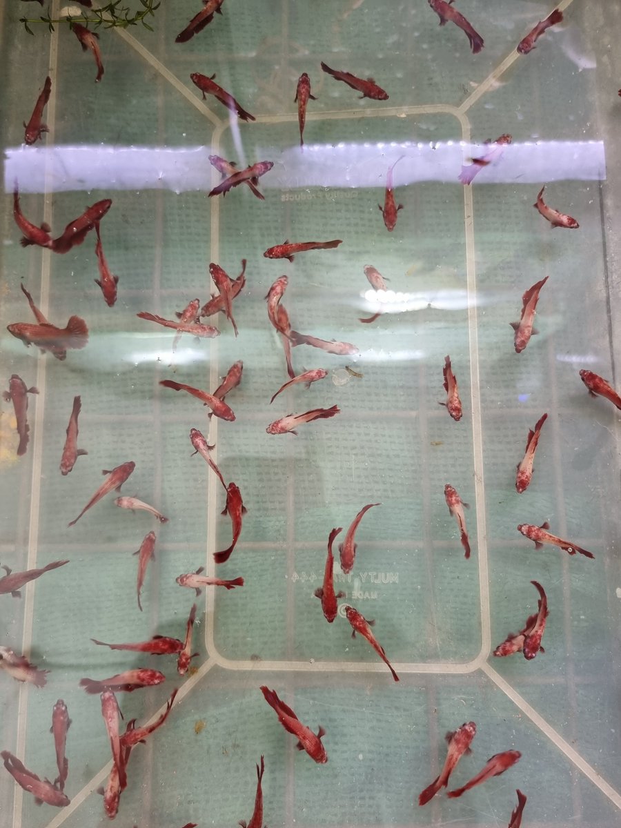 theliverdoc's tweet photo. FISHES

My patient, Srijan is visibly in pain. It is not the kind of pain where you ask a patient and they tell you an "yes or a no." It is the kind of pain that you need not ask about, because the pain is visibly palpable. He can barely sit, barely shift positions while seated and needs to think whether he really have to use the bathroom even when his bladder was bursting at the seams. Because getting up from that "least worst" comfortable position required not only physical prepration, but mental strength too, because the low back pain was death itself, but without the liberation.

Srijan's sister Nandini's husband, Sumedh is my patient. He has been, for over three years. When I first saw Sumedh in 2020, he suffered from unstable cirrhosis. With need for repeated fluid removal from the abdomen, to treatment of nearly fatal infections and a disastrous episode of blood vomiting, the cause for cirrhosis was hepatitis C virus (HCV) infection. With the advent of science, the HCV virus, from a dark, undefeatable boogeyman became a Sunday lunch picnic-basket when direct acting antivirals (DAAs) were introduced as new armaments against HCV. With DAAs for only 6 months, Sumedh was cured of the virus and his cirrhosis went back to being stable and meek as a kitten. He survived. Survives.

Sumedh nearly saw death, and the knowledge and rational use of medical science in me & many doctors like me, bring patients at the brink of death, back to their families. I do it, we do it, because we live for it, are trained for it and our duty as healthcare workers embraced by scientific medicine is the only hell-crushing obstacle between patients and death. Nandini hoped that Srijan could be saved too. 

But Srijan will die. And the medical science in me will be used for something else, an aspect of clinical medicine that no one really talks about, but should, an aspect of clinical medicine that every doctor must learn and apply at every oppurtunity they get even when it gives you new scars in a corner of the heart every single time - comfort care as palliation.

Srijan was not supposed to die. But he will, because he has stage D liver cancer. The cancer has spread to his spine and hip bones, where, as they eat through the calcium and the marrow, the excrutiating pain will keep him awake at night, deprave him of his sleep and depress him to the core, when at some point, he would find his 52 years of life on Earth meaningless, his family dispensable and thoughts of killing himself would become his friend.

Srijan was not diagnosed with stage 4 liver cancer. In fact, he was diagnosed with stage 2 cancer, but the lack of faith in scientific medicine, the misinformation on chemotherapy and constant exposure to fearmongering through false narratives on social media and from lay folk led him to opt for safer treatments. He chose Homeopathy. And for two months, the Homeopathy practitioner, who has no idea about anatomy or physiology of the liver, no clue about staging and prognosis of liver cancer, no idea about the pathology and immunology of liver cancer and who has never successfully treated any disease other than the ones that go away on their own, gave false promises of a cure. In 2 months, Srijan went from a completely downstageable, curable liver cancer patient, to one where I was going to give comfort care. 

The cancer will not kill Srijan. Homeopathy already did that. And I was just the ferryman, going to take him to the otherside, giving him hope & ensuring him that his life was not wasted. That he was loved. He was needed. He will be missed. I have nothing to offer Srijan, a stranger whom I just met. I have nothing to offer, other than the bitter truth which I have to make him accept with kindness and compassion and help him make purposeful choices for the time he has left.

And I will do that, by not demonizing him for the grave mistakes in healthcare choices he made. I will not demonize him by telling him, that every bodily attack that he was going to face from the progressed cancer - from aggressive infections, to vomiting blood and passing black tarry stools with the stench of corpses, to getting repeatedly tapped of the fluid accumulating in his abdomen to help him breathe better and ultimately, the liver coma that is going to take his life, was his fault. It was not his fault. We created him. Our society, with its indoctrination in science-denialism did that. He was the victim.

And I will help him, by comforting him about the fact that he was not the first one, and he wont be the last, but stories like his, will cease to exist one day, because I and others like me, will fight for people like him, who are misled to their deaths, when they had more life and living, to gift their families.

You may ask me, why the fishes? Because watching them move around, comforts me. They look calm and swim free and knowingly, they would not jump out of the water, until someone or something took them out. Srijan would not have knowingly jumped the waters, if he knew that medical science would have truly set him free. To live longer. To cherish every moment with glee.

Srijan will die without seeing his grand children and I will die a little inside, knowing that, he could not.

Post script: Srijan underwent the first (of his many) palliation procedure that will ease the severe pain from the bone metastasis considerably. A recent technological advancement called stereotactic body radiation therapy or SBRT which delivers radiation safely, without conventional side effects. Srijan's first request to me was that he wanted to sleep without pain for at least a few hours at night. And I pormised that he will. And after SBRT, he did, after so many weeks.