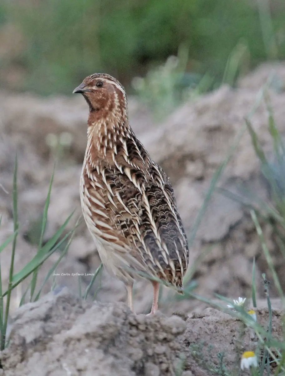 Paspallas,por JC Epifanio.
C.coturnix.