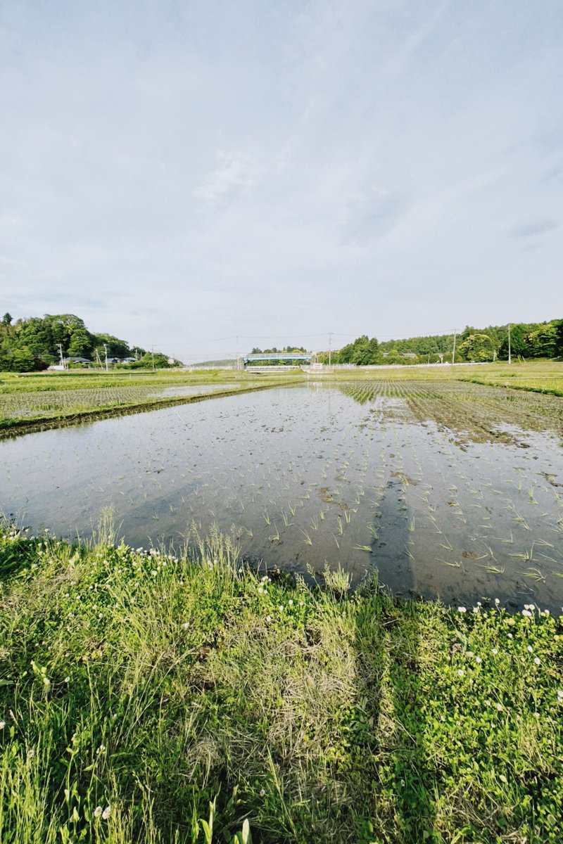 今年もこの季節がやってきた🌾
すくすく成長した苗を、豊かに実りますようにと、田んぼに植えつける。

キラキラひかる水面。
「列動かしまーす！」「はーい！」と響き合う声。
そして、今年はそれなりにやってくる暴風も。
効率では手に入らない経験も、大事にしていきたいな。

<a href="/tsumugi_commons/">TSUMUGI</a>