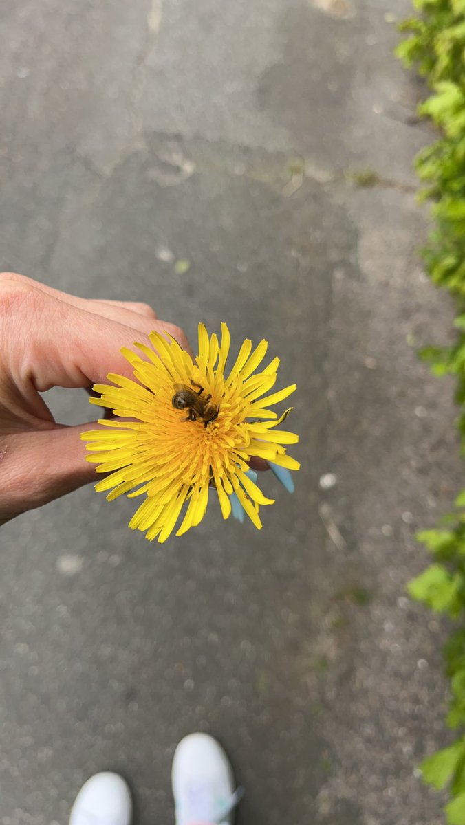 Vergesst nicht erschöpfte Bienen zu retten, danke ✌🏻