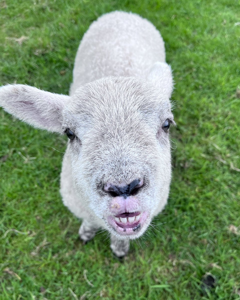 He’s a keeper 😂

This wee lad is a texel/Herdwick and I’m thinking of naming him because he sure does deserve one with his winning smile 😃 

Happy #sheepsunday 

#arnbegfarmstayscotland #lambing2023