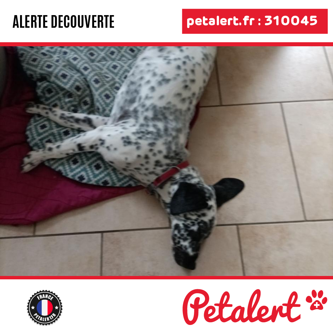 petalert_france's tweet photo. Trouvé #Chien #Sarthe #Spay #Petalert #PetAlert72 / https://t.co/1rfscxXtL2 https://t.co/Ojg0pkXUdn