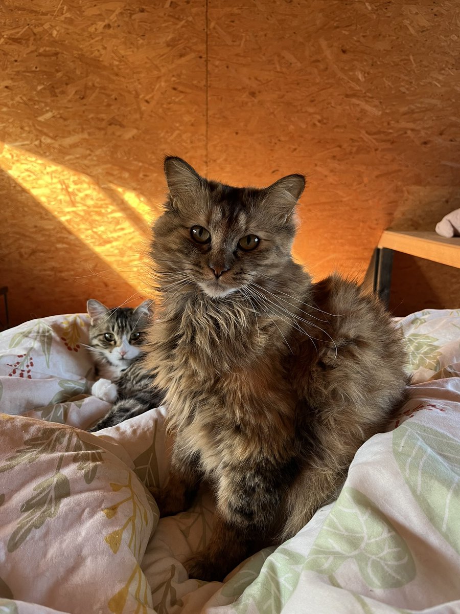 Michiko79065575's tweet photo. 私の大好きなフワフワちゃん達

#ねこのいる生活 #田舎暮らし https://t.co/pn9UDygoEE