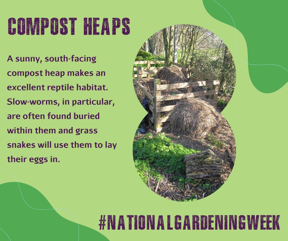 froglifers's tweet photo. This #NationalGardeningWeek, why not make your garden more wildlife-friendly by adding a compost heap? It's excellent habitat for #reptiles, especially #SlowWorms and #GrassSnakes! 

To find out more, check out our guide here: https://t.co/D3tUaXcGVr https://t.co/YyFXHKP5uO