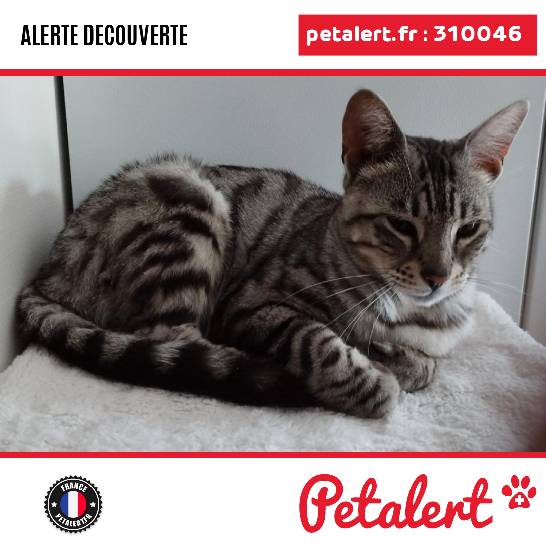 petalert_france's tweet photo. Trouvé #Chat #Aude #Verzeille #Petalert #PetAlert11 / https://t.co/bYIPsULjzB https://t.co/ygHIZYPynb
